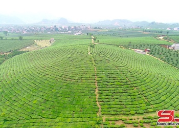Tham gia bình chọn giải thưởng du lịch cho Khu du lịch quốc gia Mộc Châu