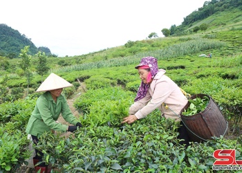 Vân Hồ mả pe cài 1.430 ha tà đìn che