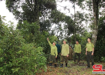 Ngăn chặn “lâm tặc” phá rừng đặc dụng ở Thuận Châu • Bài 2: Kiên quyết xử lý dứt điểm tình trạng khai thác lâm sản trái phép