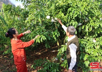 Nhân rộng các mô hình HTX nông nghiệp 
