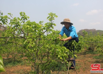 Xây dựng thương hiệu lê Phiêng Khoài