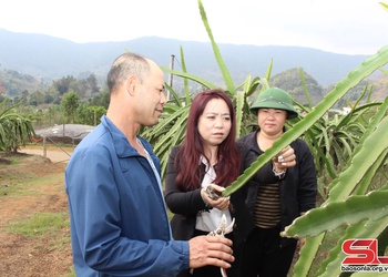 Thuận Châu phát triển cây ăn quả
