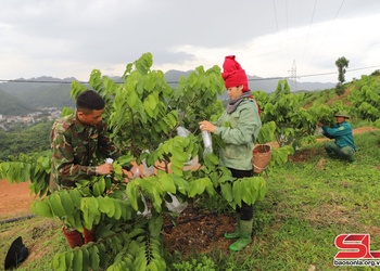 Mai Sơn phát triển nông nghiệp bền vững