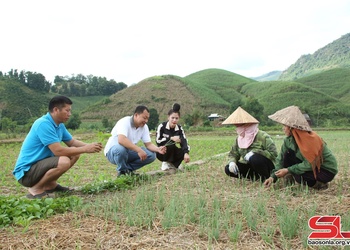 Đảm bảo thời vụ gieo trồng cây vụ đông