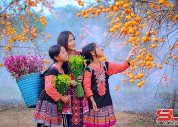 Rực rỡ mùa hồng chín trên cao nguyên Mộc Châu