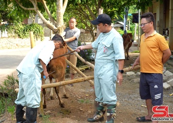 Nâng cao năng suất và tính bền vững cho ngành chăn nuôi