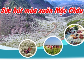 Sức hút mùa xuân Mộc Châu