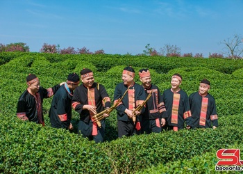 Đồi chè Mộc Châu - điểm đến hấp dẫn du khách