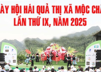 Ngày hội hái quả thị xã Mộc Châu lần thứ IX, năm 2025