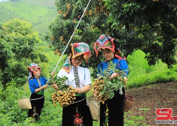 Nhãn chín sớm ở Sông Mã