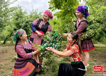 Mùa mận Phiêng Khoài