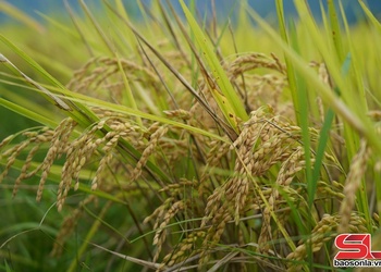 Mùa vàng trên cánh đồng Mường Tấc