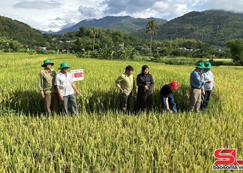 Mô hình trồng lúa chất lượng cao ở Gia Phù