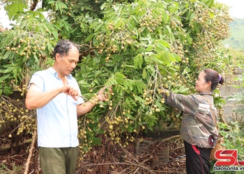 Thương lái vào tận vườn thu mua quả