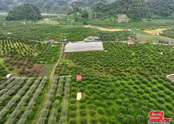 Thảo Nguyên phát triển nông nghiệp ứng dụng công nghệ cao 