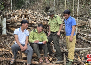Ngăn chặn tình trạng phá rừng trồng cà phê