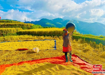 Mùa lúa chín ở Xím Vàng