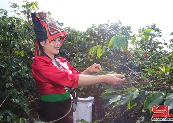 Muổi Nọi xây dựng vùng cà phê Arabica đặc sản