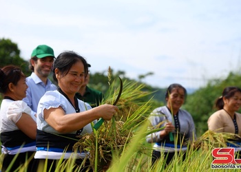 Rộn ràng mùa gặt ở Phù Yên