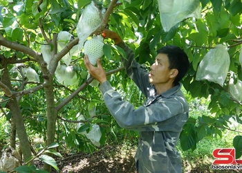 Mai Sơn tạo dựng thương hiệu nông sản từ lợi thế vùng