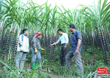 Mía tím Chiềng Khương – ngọt lành từ vùng đất biên cương