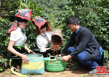 Mùa cà phê bội thu