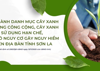 Ban hành danh mục cây xanh sử dụng công cộng, cây xanh sử dụng hạn chế, cây có nguy cơ gây nguy hiểm trên địa bàn tỉnh Sơn La