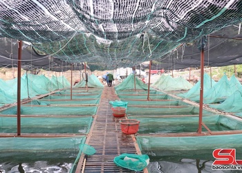 Chiềng Lao nỗ lực giảm nghèo bền vững