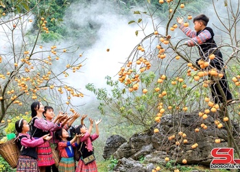 Mùa hồng trên cao nguyên Mộc Châu