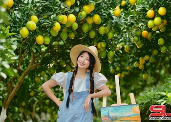 Cam ly vàng óng cao nguyên Mộc Châu