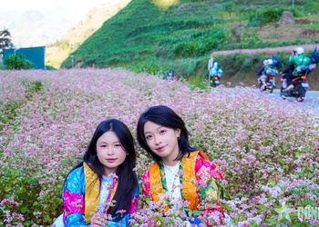 Miền đá thức giấc giữa sắc hồng tam giác mạch