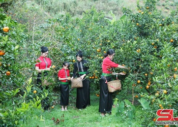 Hương quýt Chiềng Cơi