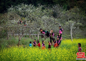 Khu du lịch quốc gia Mộc Châu lần thứ 3 được vinh danh là Điểm đến thiên nhiên hàng đầu khu vực thế giới