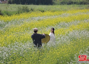 Cao nguyên Mộc Châu mùa hoa cải