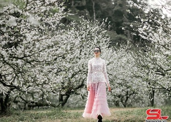 Sắc hoa trên cao nguyên Mộc Châu