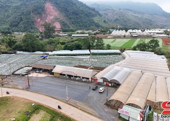 Dâu tây chín sớm trên cao nguyên Mộc Châu