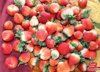 Dâu tây chín sớm ở Mai Sơn