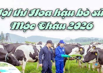 Hội thi Hoa hậu bò sữa Mộc Châu 2026