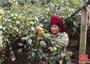 Táo đại Mường Bú mùa thu hoạch