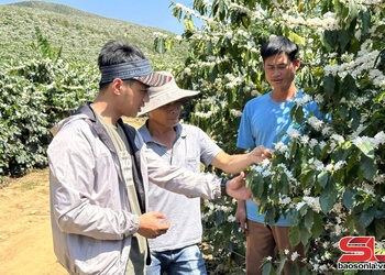 Sơn La quản lý, mở rộng mã số vùng trồng nông sản xuất khẩu