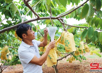 Nông nghiệp hữu cơ – Hướng đi tất yếu cho nông nghiệp bền vững
