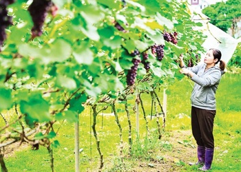 Nền móng cho nông nghiệp hiện đại