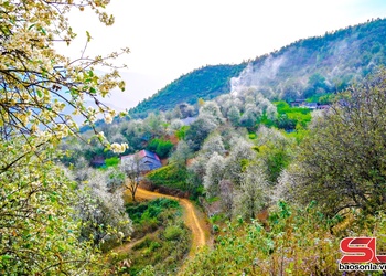 Lạc giữa biển hoa sơn tra Nậm Nghẹp