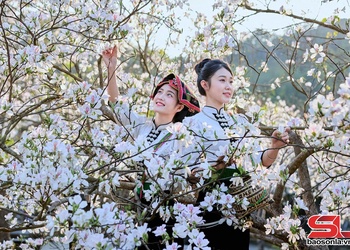 Thiếu nữ Thái bên rừng ban trắng