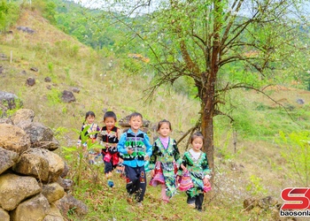 Mùa hoa sơn tra Xím Vàng mời gọi