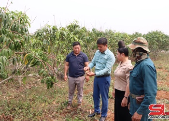 Mai Sơn chăm sóc cây ăn quả mùa nắng nóng