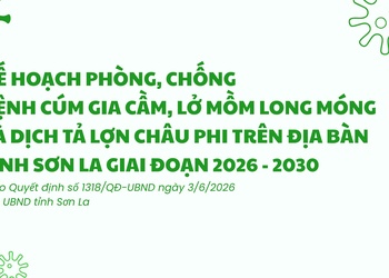Kế hoạch Phòng, chống bệnh Cúm gia cầm, Lở mồm long móng và Dịch tả lợn Châu Phi trên địa bàn tỉnh Sơn La giai đoạn 2026 - 2030