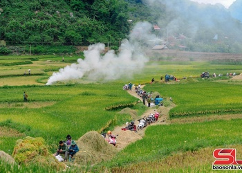 Mùa gặt lúa chiêm xuân ở Bản Hùn