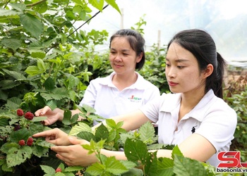 Phát triển du lịch gắn với thương mại, dịch vụ