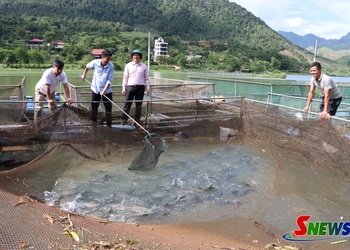 Phát huy lợi thế, đẩy mạnh chăn nuôi bền vững
